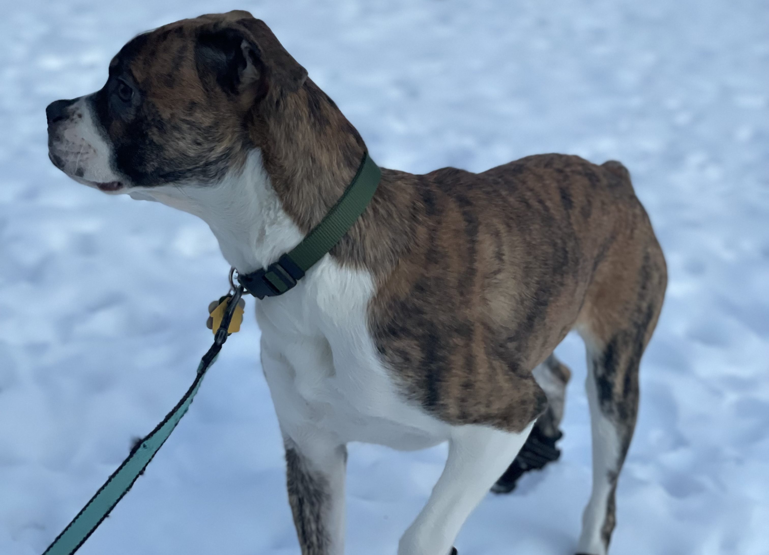 Walking Dogs in the Winter