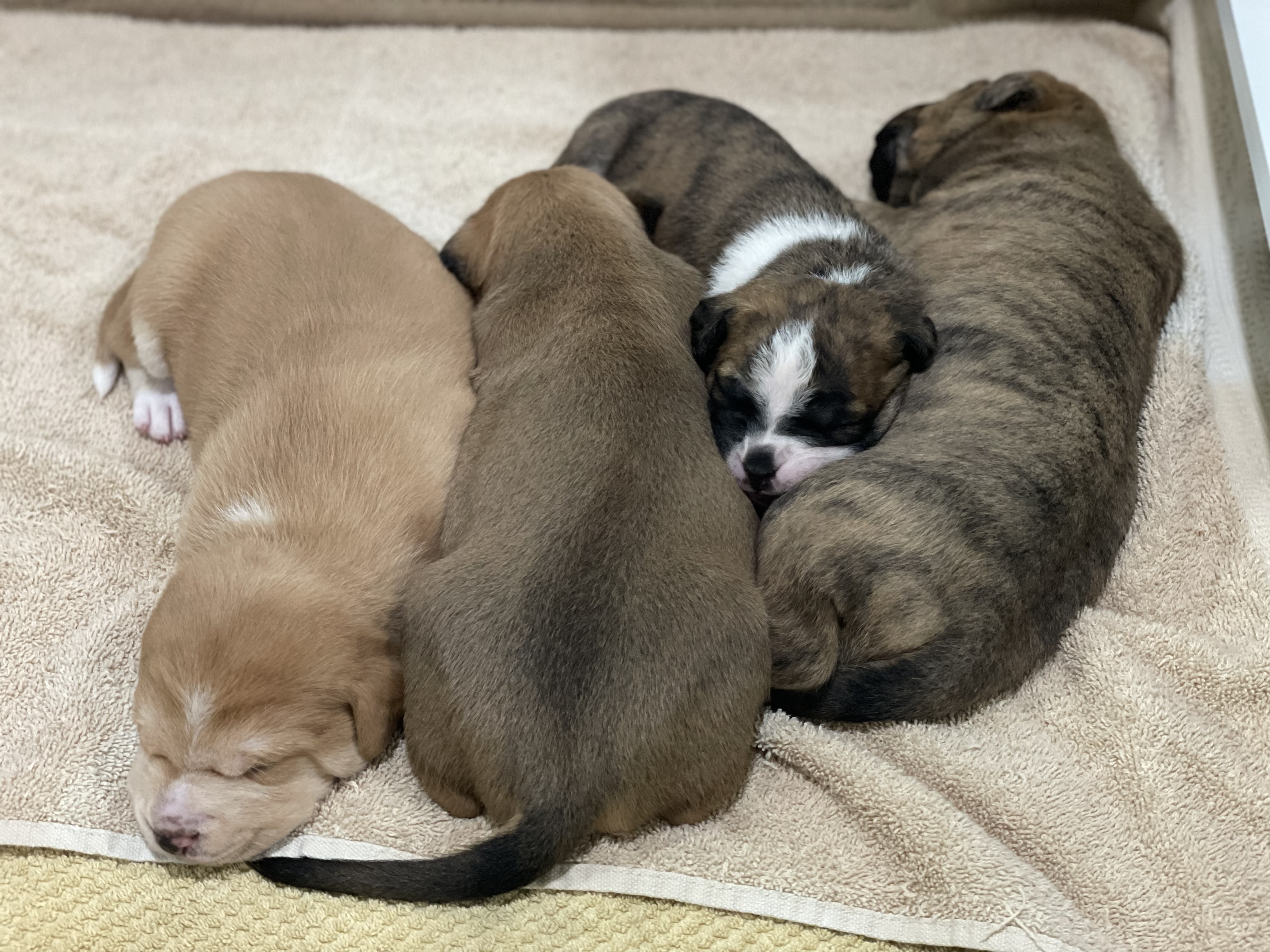 How to Raise a Litter of Puppies