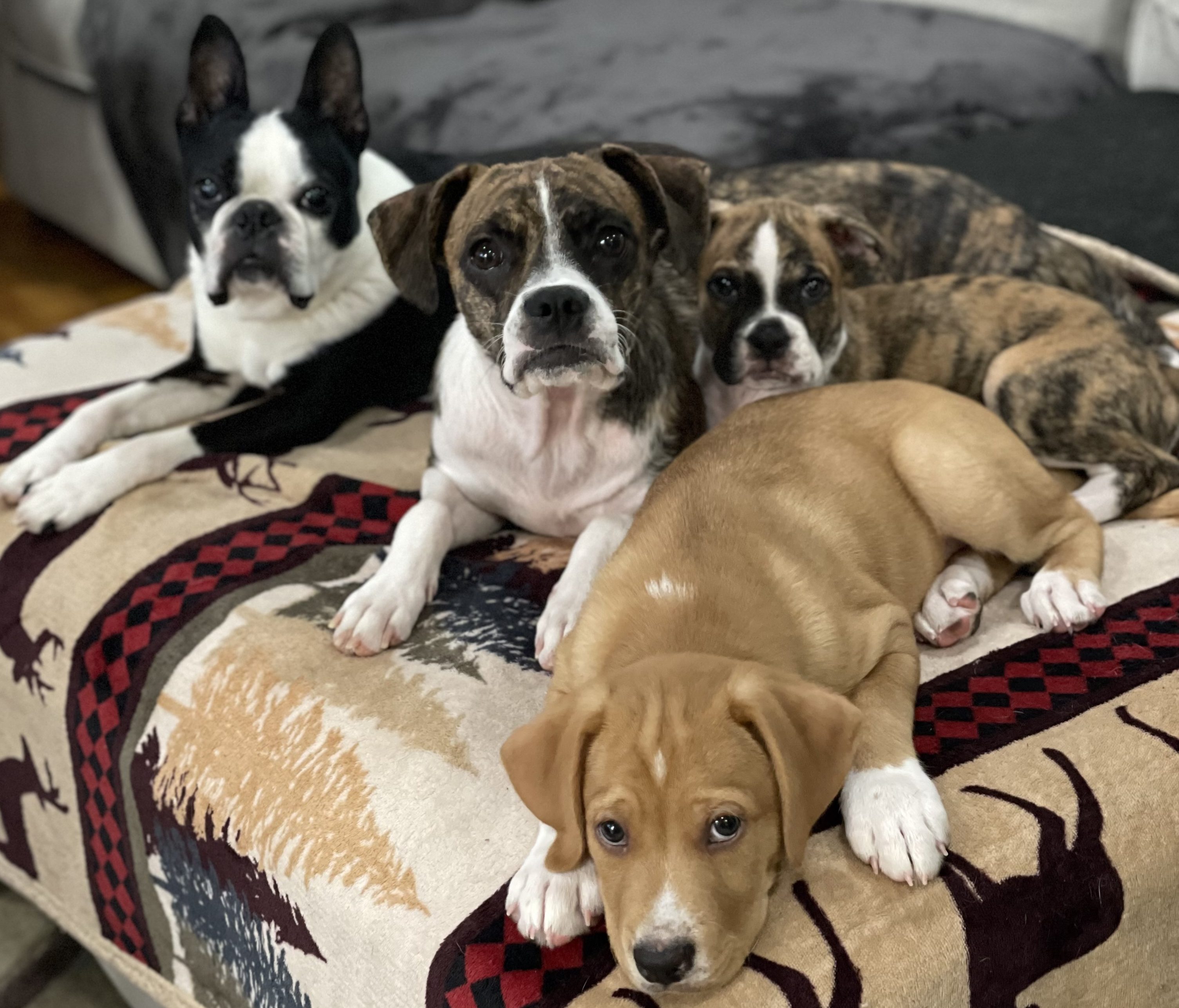 How to Take Care of a Dog