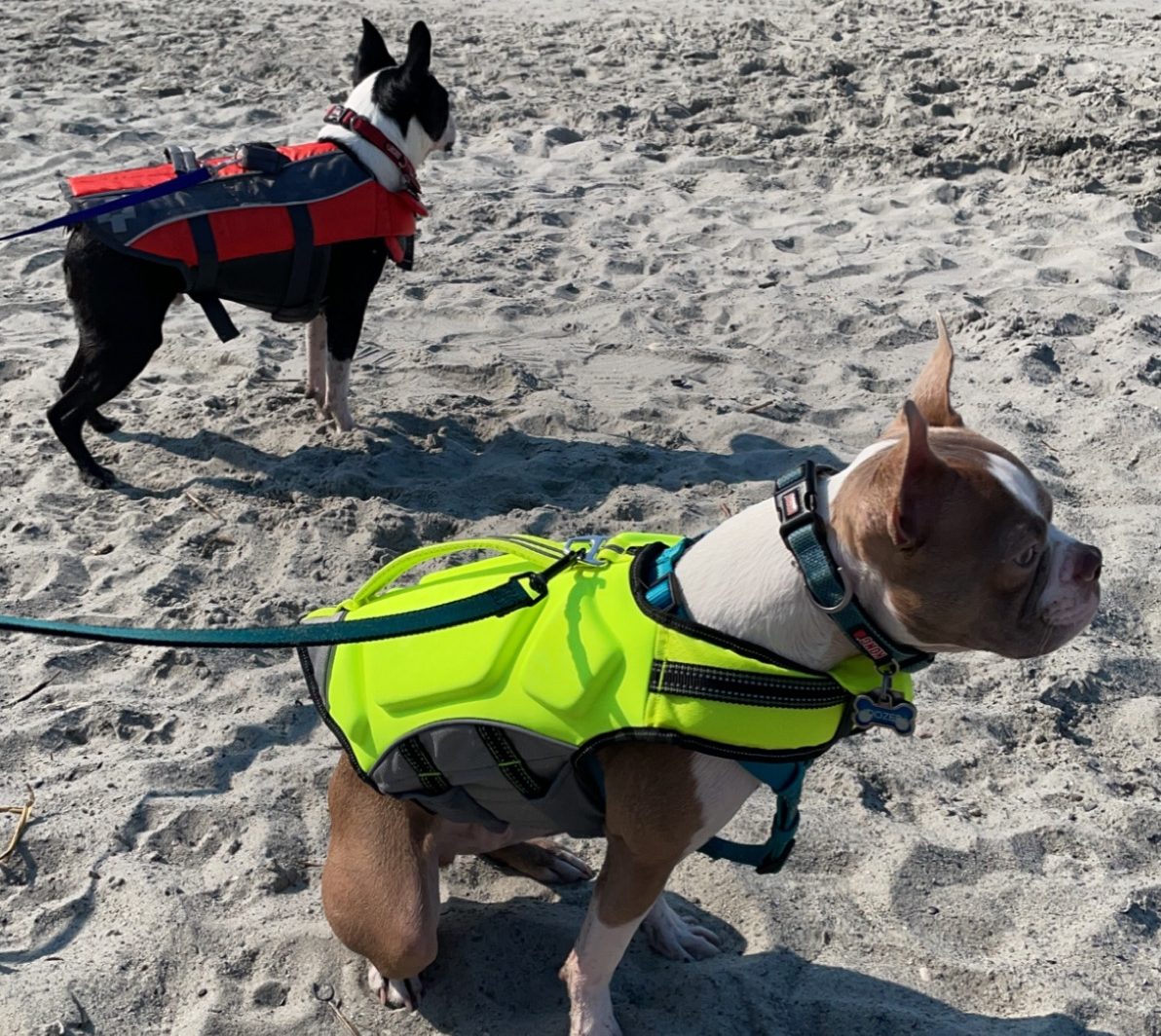 Tips for Traveling with Your Dog