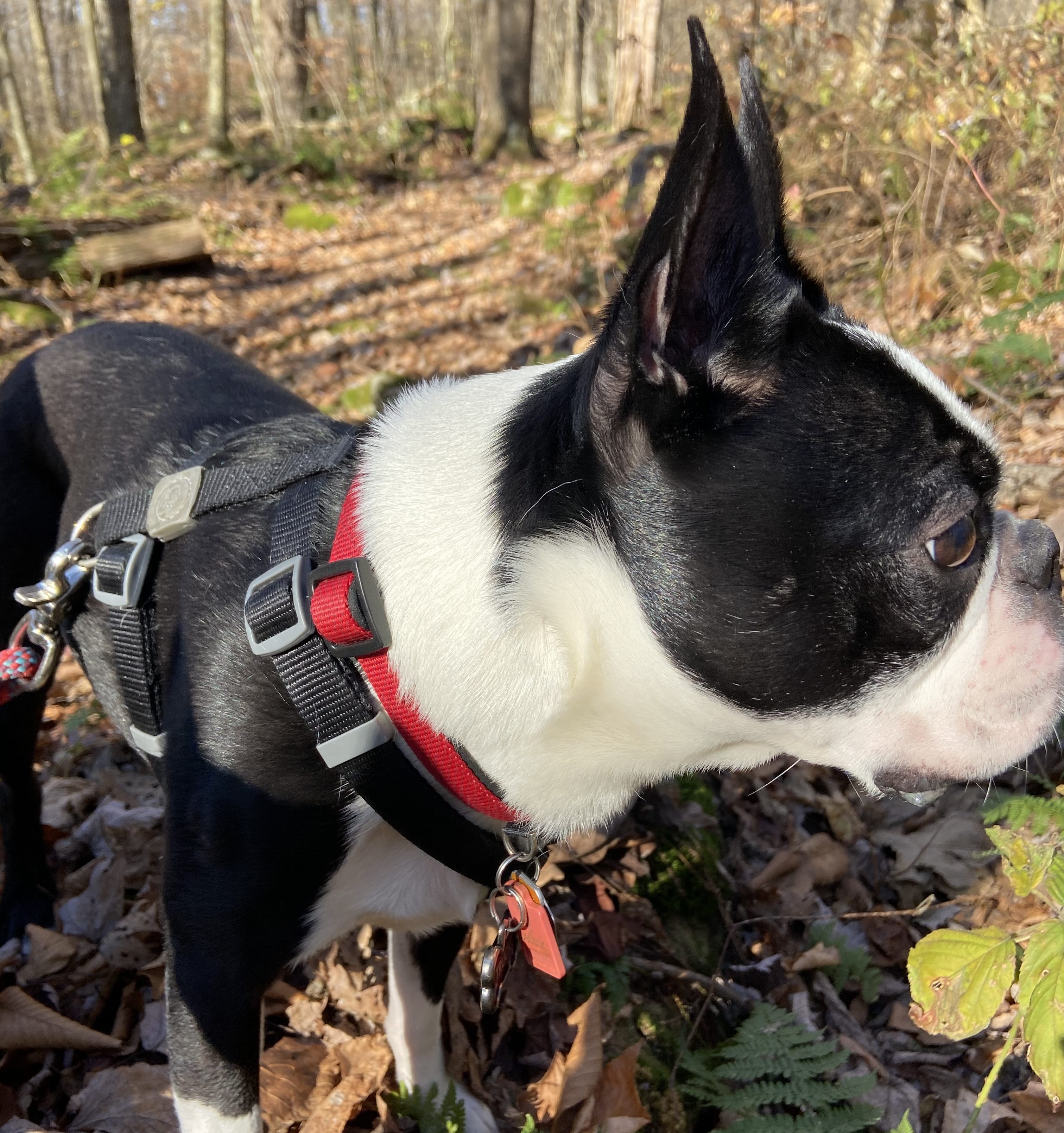 Top 5 Dog-Friendly Activities to Try This Weekend