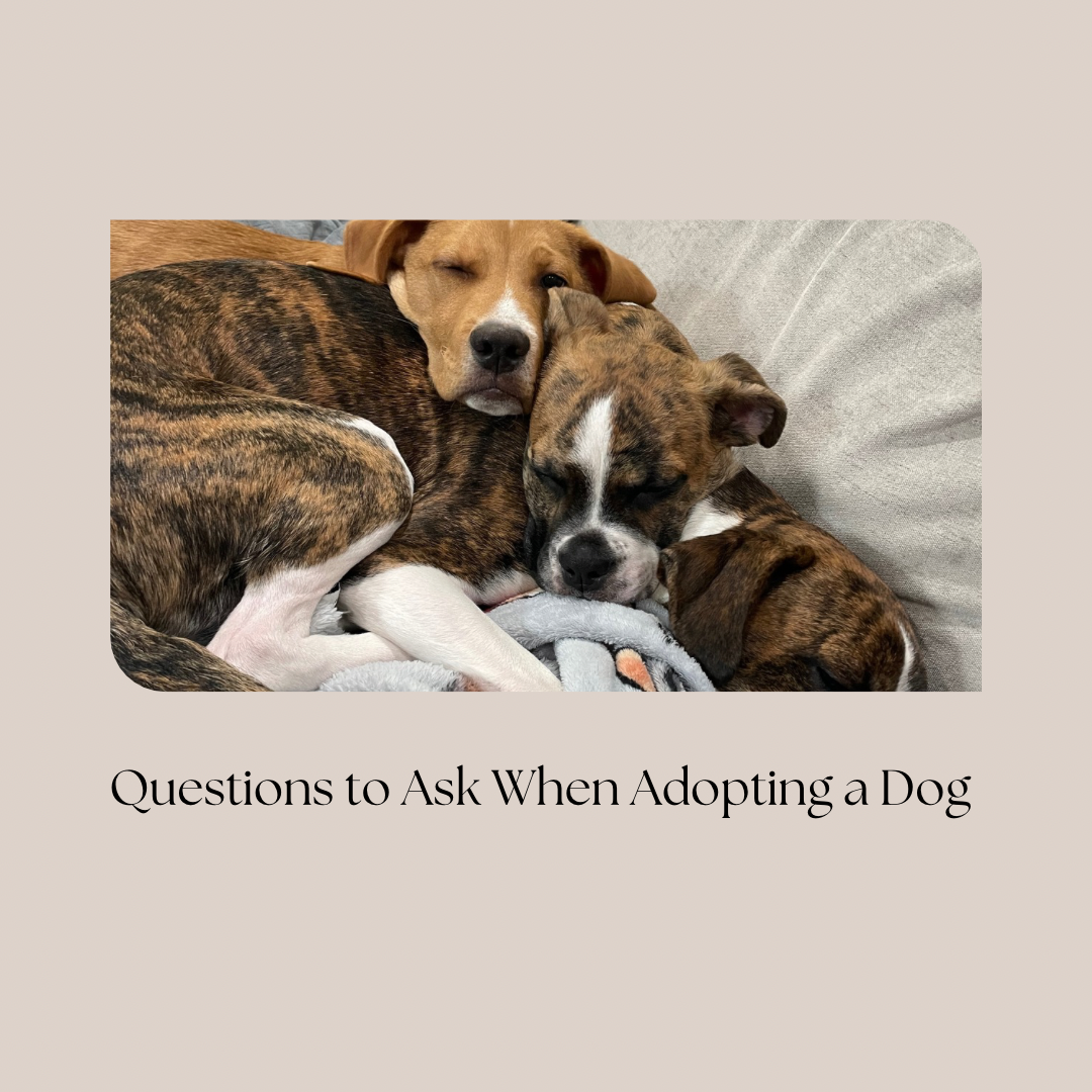 Questions to Ask When Adopting A Dog