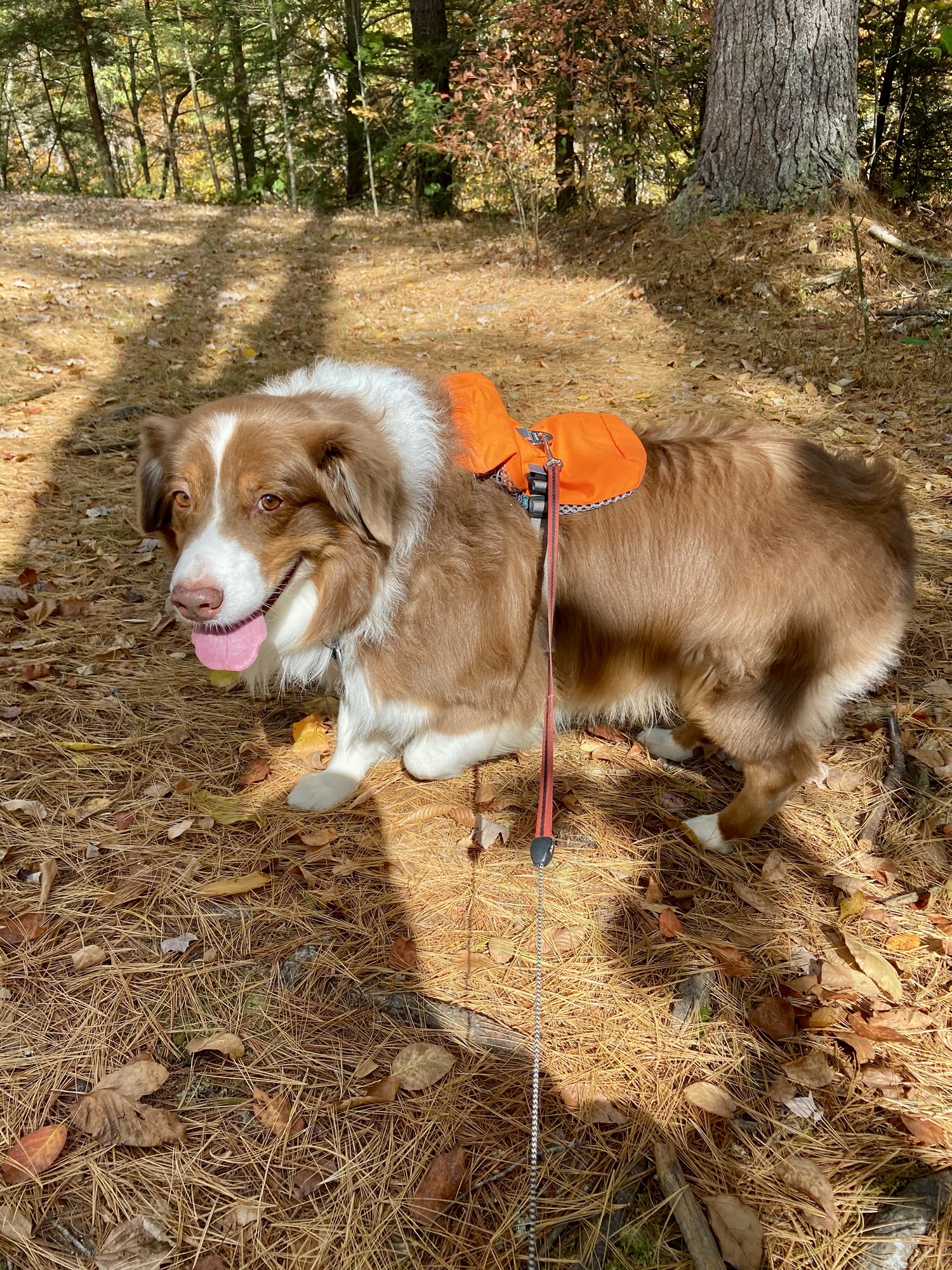 Natural Flea and Tick Prevention for Dogs