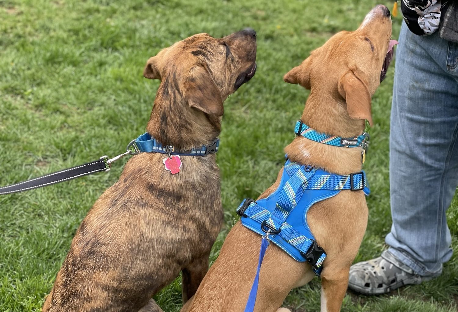 How to Introduce Dogs to Each Other