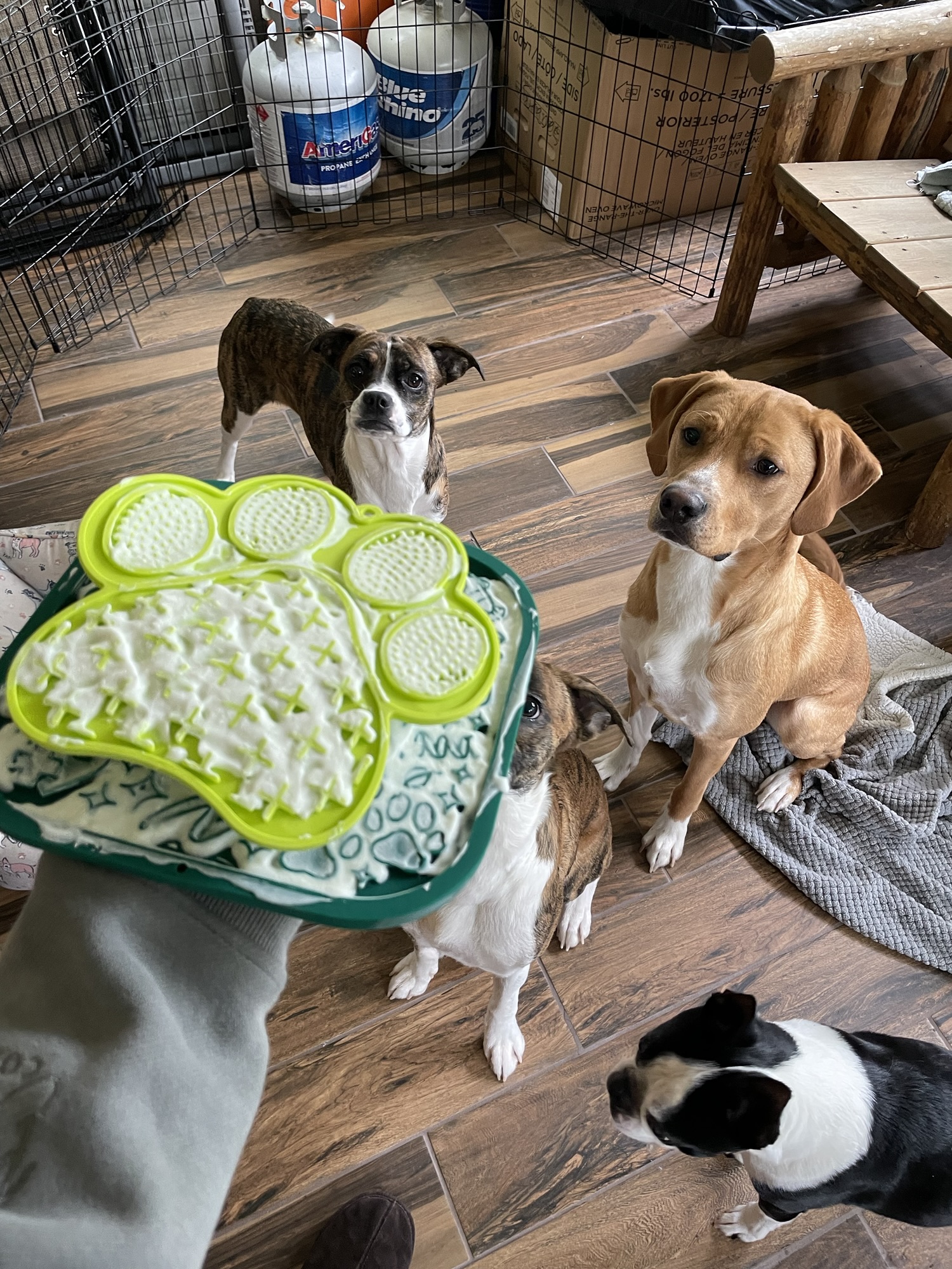 Enrichment Activities for Dogs